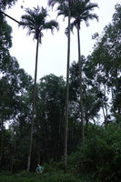 Patrick Blanc looking at the crowns of the huge Pigafetta elata, Batutumonga, Tana Toraja, South Sulawesi, June 2019
