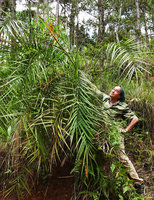 Patrick Blanc looking at the elongate female inflorescence of Phoenix loureiroi, Hang Cop Waterfall, Dalat, Vietnam, Nov. 2019