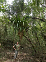Patrick Blanc looking at the epiphytic Bromeliad, Androlepis skinneri in riparian forest, Las Guacamayas, Peten, Guatemala, Jan. 2020