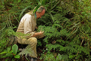 Patrick Blanc looking at the erect plagiotropic much branched Elatostema mongiensis, Rondon Ridge, 2000 m asl, Mount Hagen, Papua New Guinea, March 2016