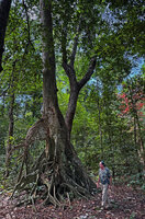 Patrick Blanc looking at the flying buttresses roots of a Xylopia in swamp forest, Lore, Nino Konis Santana NP, Timor-Leste, Aug. 2026