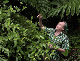 Patrick Blanc looking at the foliage of Blakea pulverulenta, Basse Terre, Guadeloupe, Feb. 2026
