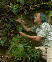 Patrick Blanc looking at the fronds of Microsorum whiteheadii, Payakumbuh, West Sumatra, Dec. 2016