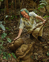 Patrick Blanc looking at the giant above ground tubers of Stephania venosa, Kaeng Krachan NP, Thailand, Jan 2015