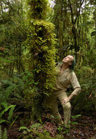 Patrick Blanc looking at the giant epiphytic moss Spiridens reinwardtii,, Rondon Ridge, 2000 m asl, Mount Hagen, Papua New Guinea, March 2016