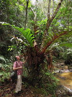 Patrick Blanc looking at the giant fronds of Aglaomorpha heraclea, Fraser&#039;s Hill, Malaysia, March 2015
