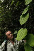 Patrick Blanc looking at the giant leaves of Smilax elegantissima, Nam Cang, Sapa, Vietnam, Nov. 2017
