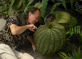 Patrick Blanc looking at the giant leaves of Tigridiopalma (Phyllagathis) magnifica,Cecilia Koo Botanic Conservation Center, Taiwan, Oct. 2015