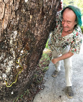 Patrick Blanc looking at the harmless bright green Paradise Gliding Snake, Chrysopelea paradisi, Tanglin, Singapore, Nov. 2019