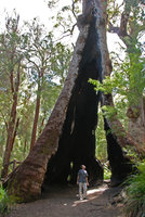 Patrick Blanc looking at the hollow trunk of an Eucalyptus jacksonii, Walpole, Australiia, Nov 2011