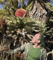 Patrick Blanc looking at the huge bright pink flower head of Echinops longisetus, base of Sanetti Plateau, 3800 m asl, Bale NP, Ethiopia, Jan. 2019