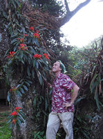 Patrick Blanc looking at the huge epiphytic Aeschynanthus fulgens, Doi Chiang Dao, Thailand, November 2013