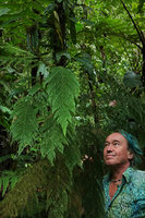 Patrick Blanc looking at the huge filmy fern Callistopteris apiifolia, Imbu Rano, Kolombangara, Solomon Islands, Sept. 2019