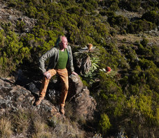 Patrick Blanc looking at the huge flower heads of Echinops longisetus among Erica arborea scrubland, base of Sanetti Plateau, 3800 m asl, Bale NP, Ethiopia, Jan. 2019
