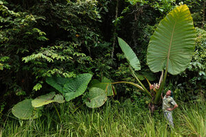 Patrick Blanc looking at the huge leaf of Alocasia robusta with Alocasia sarawakensis at some distance, Danum Valley, Sabah, Borneo, July 2022