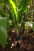 Patrick Blanc looking at the huge leaves of Johannesteijsmannia altifrons, Bako NP, Sarawak, Borneo Oct 2014
