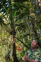 Patrick Blanc looking at the leaves and bright orange fruits of Synechanthus fibrosus, Ram Tzul Natural Reserve, Baja Verapaz, Guatemala, Jan. 2020