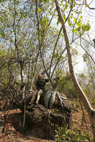 Patrick Blanc looking at the leaves of the rock dwelling Ficus abutilifolia, Mumbo Island, Lake Malawi NP, Aug. 2017