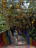 Patrick Blanc looking at the long drooping inflorescences of the commonly cultivated so called Thunbergia mysorensis, actually maybe a hybrid between T. mysorensis and T. coccinea, Cameron Highlands, Malaysia, April 2023