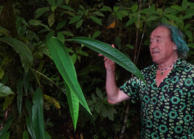 Patrick Blanc looking at the long falcate leaves of Rhaphidophora oligosperma, Manusela NP, Seram, Moluccas, April 2024
