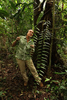 Patrick Blanc looking at the long fronds of the epiphytic Goniophlebium subauriculatum, Cameron Highlands, Malaysia, Aug. 2018