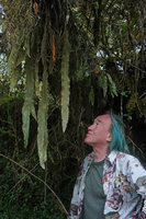 Patrick Blanc looking at the long pendulous fronds of Elaphoglossum cf. deckenii, Harenna forest, Bale NP, 2800 m asl, Ethiopia, Jan. 2019