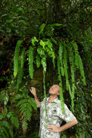 Patrick Blanc looking at the long pendulous fronds of the epiphytic Nephrolepis falcata, Maninjau lake, West Sumatra, Dec. 2016