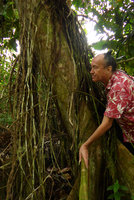 Patrick Blanc looking at the long vertically hanging feeding adventive roots of a Freycinetia, Biausevu, Viti Levu, Fiji, Aug. 2016