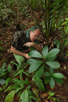 Patrick Blanc looking at the myrmecophylous small shrubby Tococa spadiciflora, El Amargal, Arusi, Choco, Colombia, Nov. 2016
