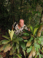 Patrick Blanc looking at the new flush growth of the monocaulous Agrostistachys longifolia, Mac Ritchie, Singapore, July 2014