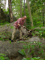 Patrick Blanc looking at the old inflorescence of the monocarpic rock dwelling Ensete superbum, Suan Hin Maharat, Phrae, Thailand, June 2016