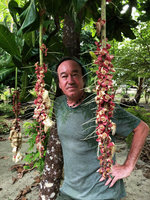 Patrick Blanc looking at the pendant inflorescence of a cultivated Barringtonia, probably B. procera, Mbambanga, Solomon Islands, Sept. 2019