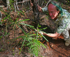 Patrick Blanc looking at the perfectly radiate Cyperus like leaflets of a young Coccothrinax orientalis, Alejandro de Humboldt NP, Cuba, Feb.2017
