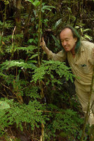 Patrick Blanc looking at the plagiotropic Elatostema mongiensis, very similar to South American Pilea nutans, Rondon Ridge, 2000 m asl, Mount Hagen, Papua New Guinea, March 2016