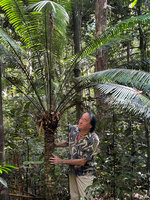 Patrick Blanc looking at the quite narrow stipe of Cycas glauca in back beach swampy forest, Lore, Nino Konis Santana NP, Timor-Leste, Aug. 2026