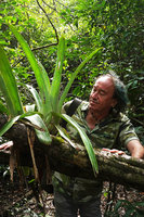 Patrick Blanc looking at the sharp spines along the leaf margins of Aechmea bracteata, Las Guacamayas, Peten, Guatemala, Jan. 2020