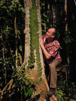 Patrick Blanc looking at the shingle leaves of Rhaphidophora korthalsii, Pondok Tanjung FR, Perak, Malaysia, March 2014