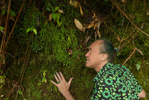 Patrick Blanc looking at the tiny carpeting Orchid, Podochilus tenuis on a vertical rock, Fraser&#039;s Hill, Malaysia, Dec. 2016