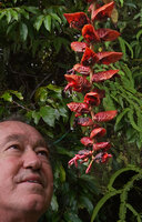 Patrick Blanc looking at the unusual dark red bullate bracts of the hanging inflorescence of Alpinia nutans, Seram, 600 m asl, Moluccas, April 2024