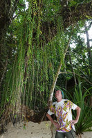 Patrick Blanc looking at the very long freely hanging stems of a Dendrobium epiphytic on Calophyllum inophyllum along sea shore, Nggatirana, Halisi, Solomon Islands, Sept. 2019