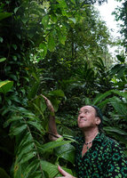 Patrick Blanc looking at the white bracts of drooping inflorescences of an epiphytic Medinilla, Halisi, Vangunu, Solomon Islands, Sept. 2019