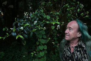 Patrick Blanc looking at the white bracts of Streptolirion volubile inflorescences, Doi Inthanon NP, 2400 m asl, Thailand, Nov. 2018