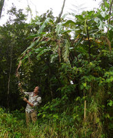 Patrick Blanc looking at the white flowers and developing fruits of Alpinia parksii, Des Voeux peak, Taveuni, Fiji, Aug. 2016
