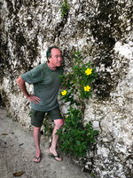 Patrick Blanc looking at Turnera ulmifolia naturalised on vertical sea shorte coral cliff, Mbambanga, Solomon Islands, Sept. 2019