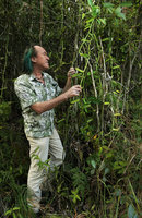 Patrick Blanc looking at Vanilla mexicana, Las Terrazas, Cuba, Feb. 2017