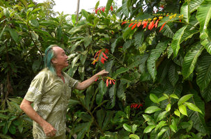 Patrick Blanc looking at Warszewiczia coccinea inflorescence at park entrance, Amacayacu NP, Leticia, Colombia