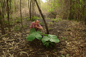 Patrick Blanc looking perplexly at the emerging huge leaves of the supposedly aphrodisiac tuberous liana, Butea superba, Suan Hin Maharat, Phrae, Thailand, June 2016