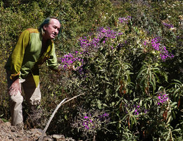 Patrick Blanc looking the bright purple inflorescences of the shrubby Vernonia bipontini, Simien NP, Ethiopia, Jan. 2019