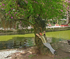 Patrick Blanc lying along the huge trunk of the arborescent Bougainvillea glabra, Curitiba, Brasil, Nov. 2011 676