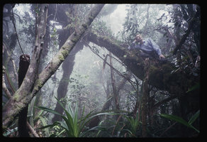 Patrick Blanc lying on a tree branch, Gunung Ulu Kali, Malaysia, Aug. 1987